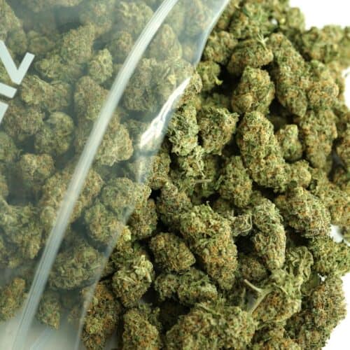 Close-up of cannabis buds spilling from a clear plastic bag, showing dense green nugs with orange hairs and frosty trichomes