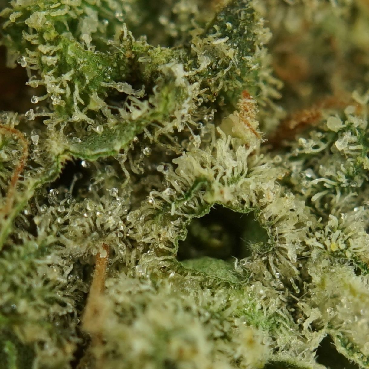 28gr - LOL (SMALLS) - SATIVA - (AAA) - Image 2