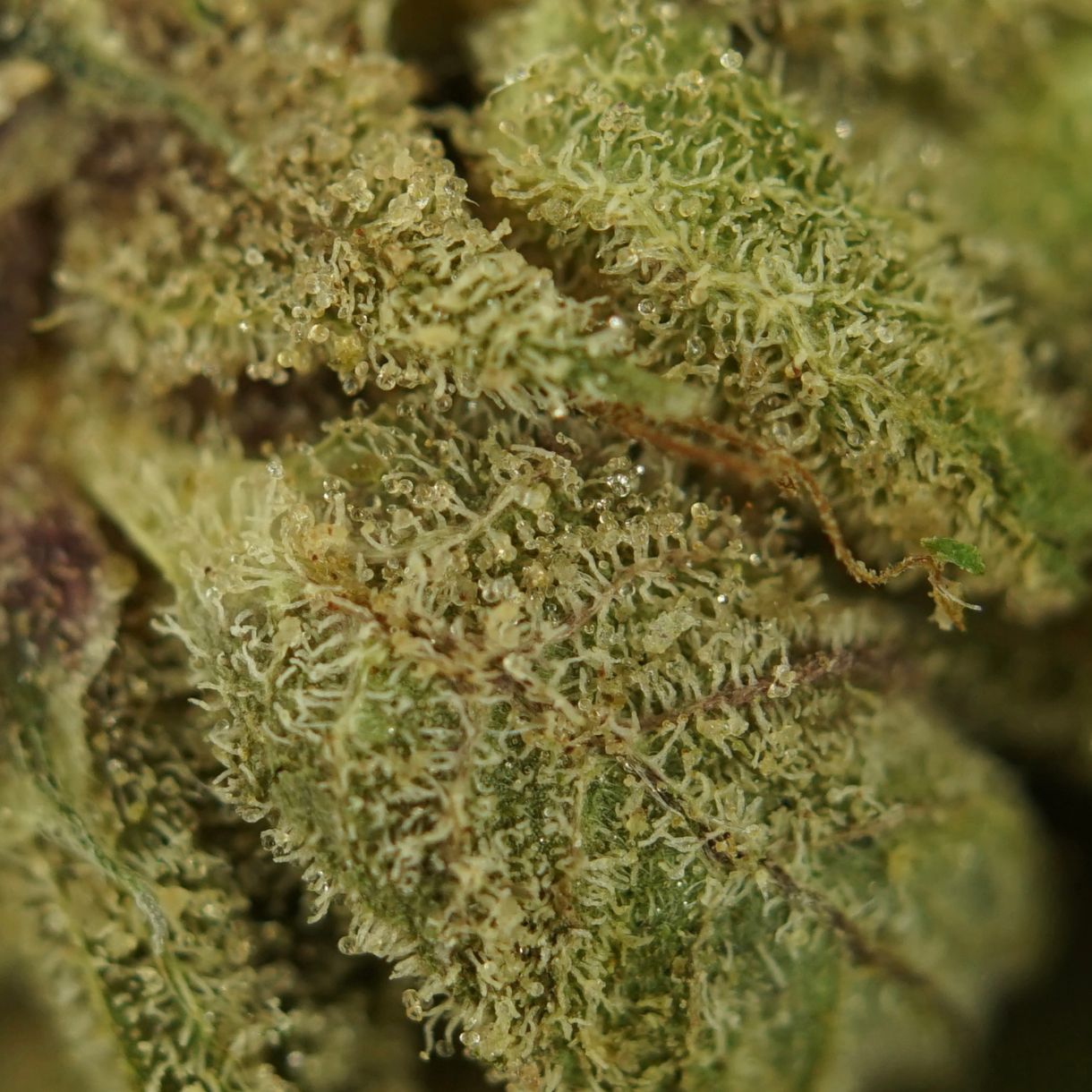 28gr - PINK 2.0 - INDICA - (AAA) - Image 2