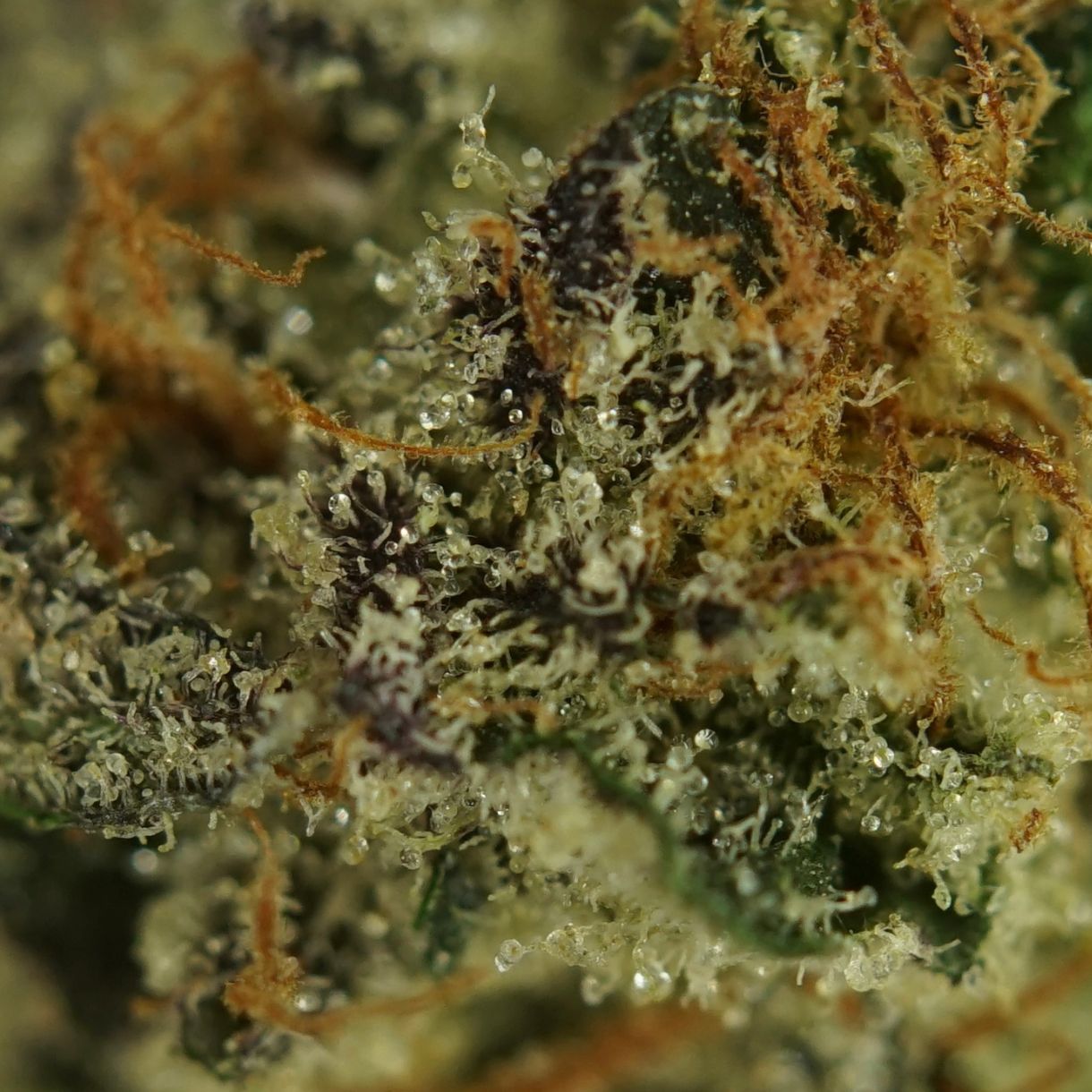 28gr - STAY PUFFED (SMALLS) - INDICA - (AAAA) - Image 2