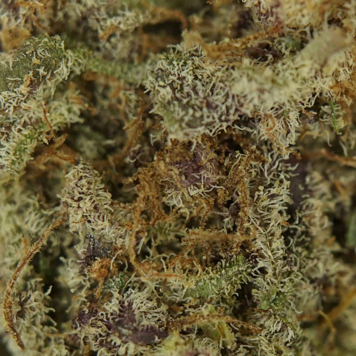 28gr - TRUFFLE OG - BALANCED HYBRID - (AAA) - Image 2