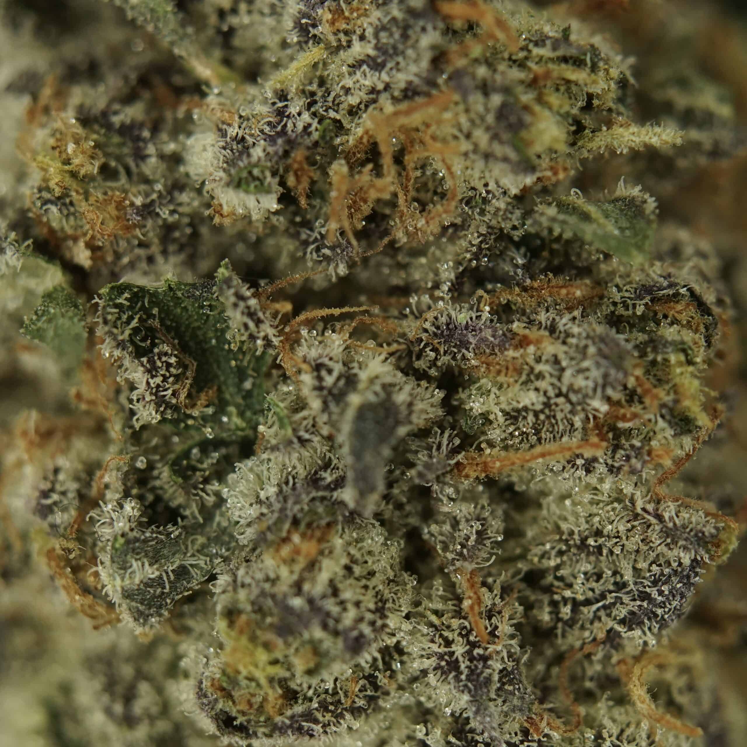 28gr - PURPLE KUSH - INDICA - (AAA) - Image 2