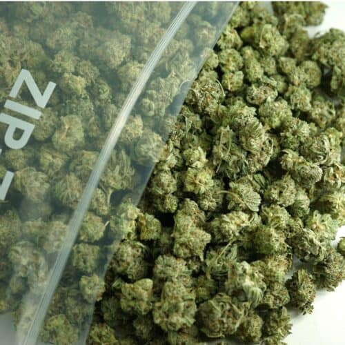 1/2p - BLACKBERRY PLATINUM (SMALLS) (BULK) - INDICA - (AAA)