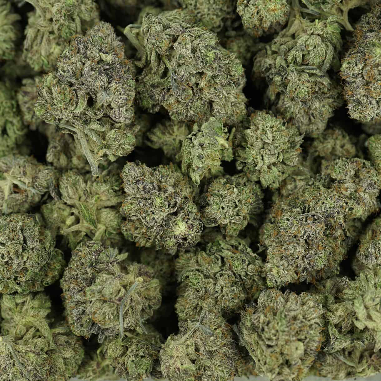 7gr - PURPLE CHURRO - INDICA - (AAAA) - Image 3