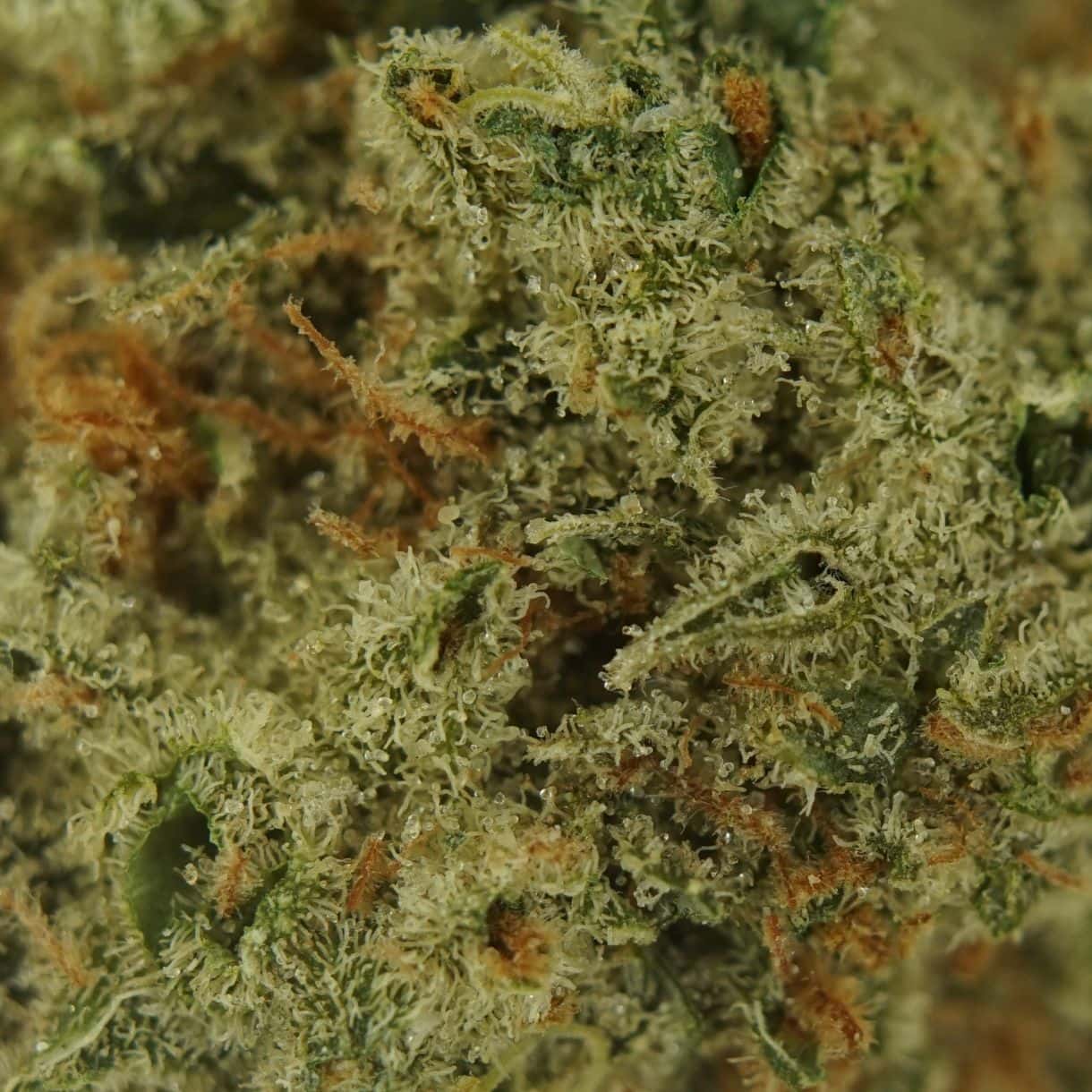 28gr - SUPER SILVER HAZE - SATIVA - (AAA) - Image 2