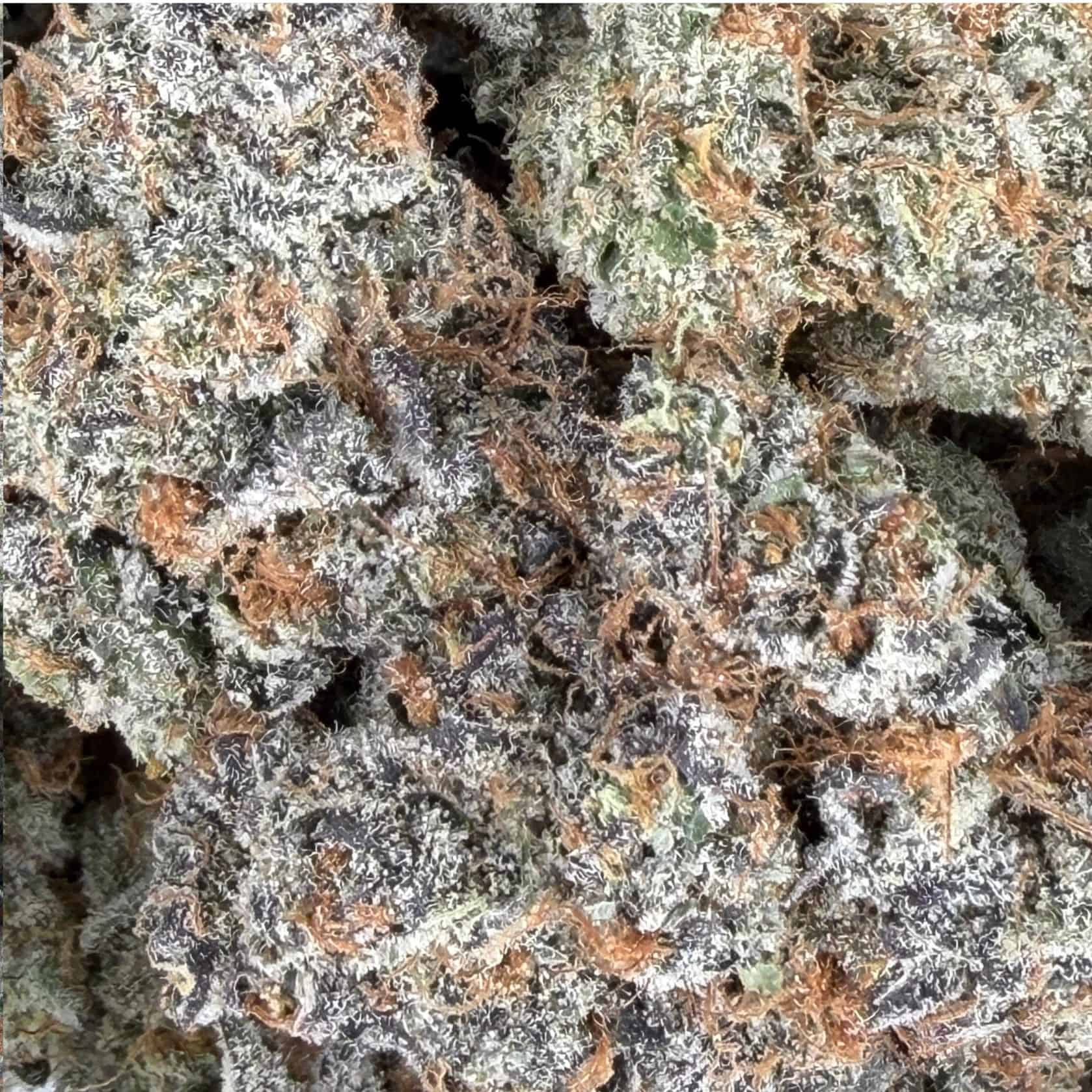 close-up macro of cannabis bud showing dense trichomes, green tones, and orange pistils