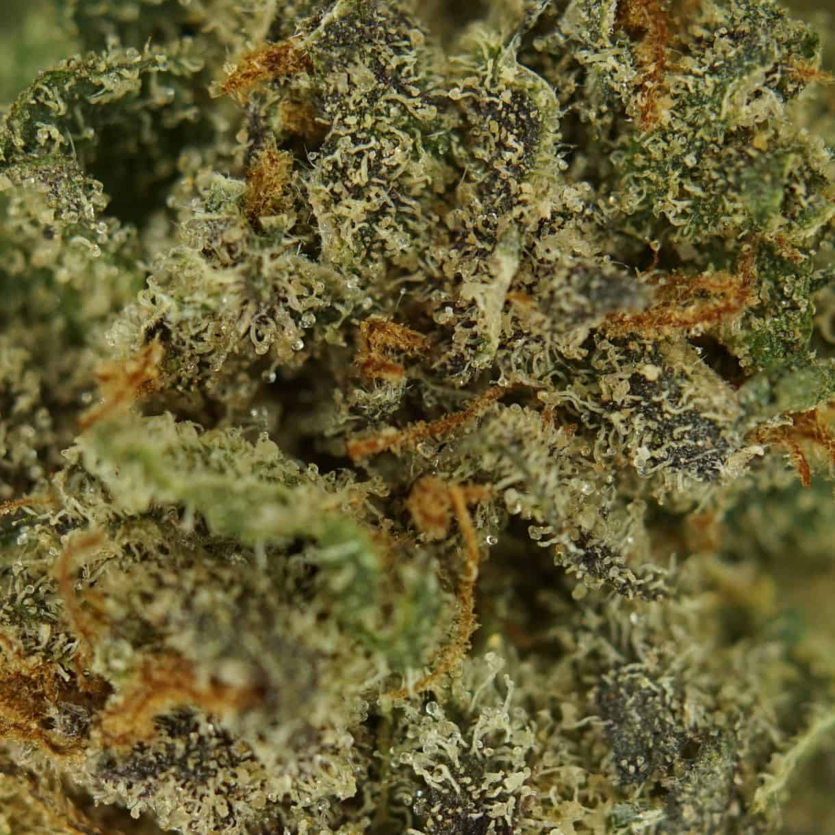 28gr - CAKE ENVY (SMALLS) - INDICA - (AAA) - Image 2