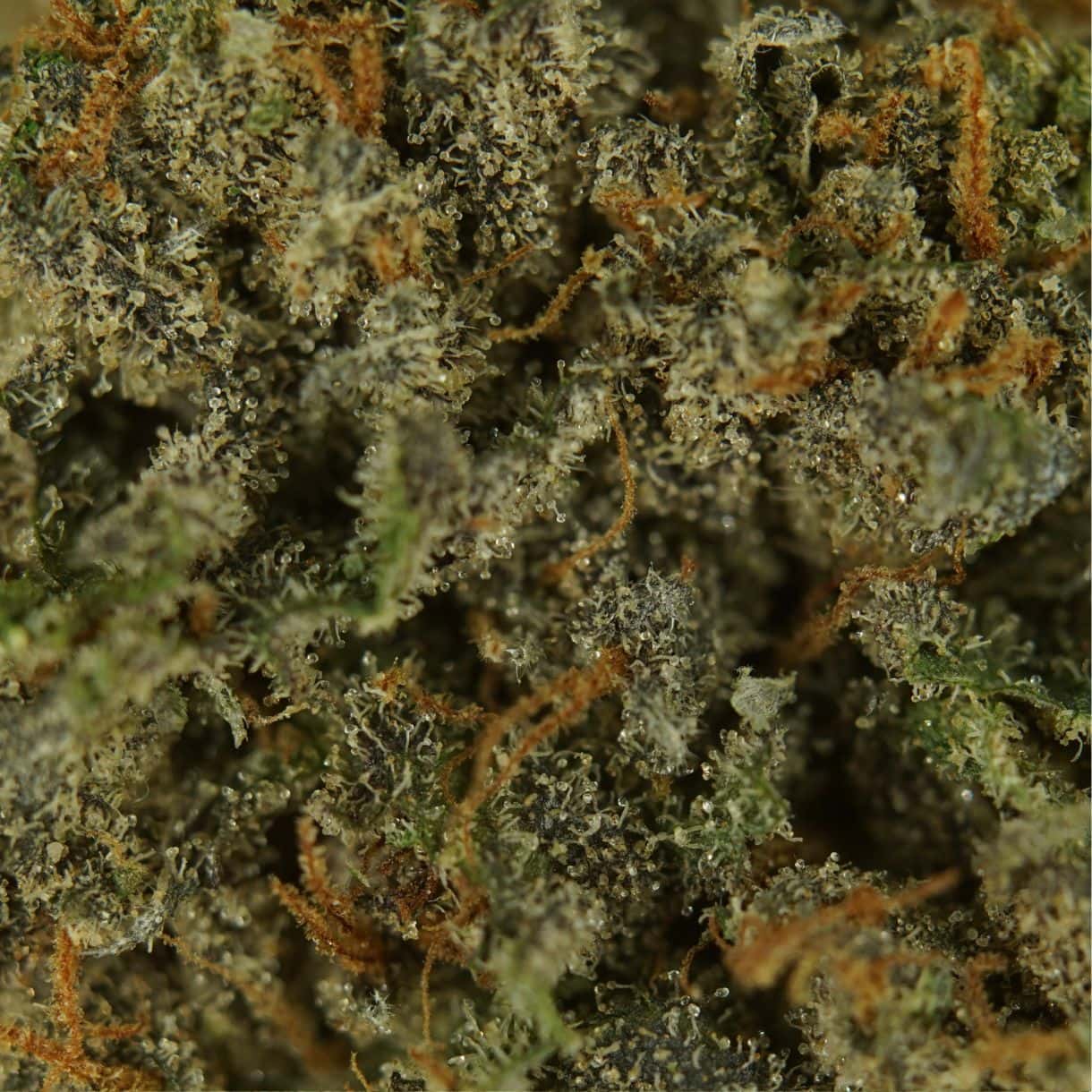 28gr - CAKE ENVY - INDICA - (AAA) - Image 2
