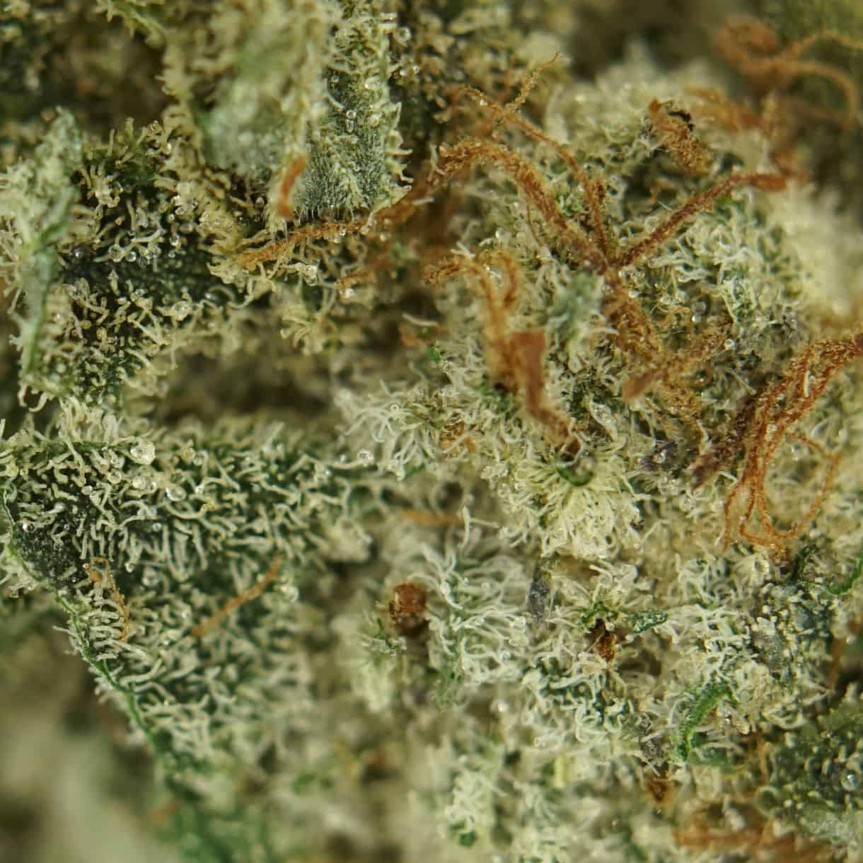 28gr - BLACK SKUNK BERRY - INDICA - (AAA) - Image 2