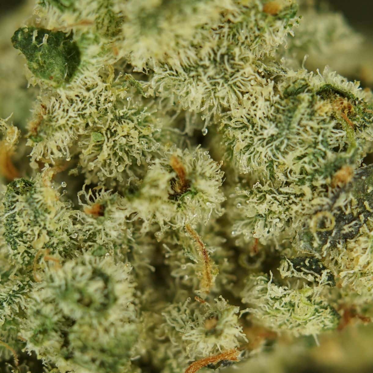 1/2p - GMO CAKE (SMALLS) (BULK) - BALANCED HYBRID - (AAA) - Image 2