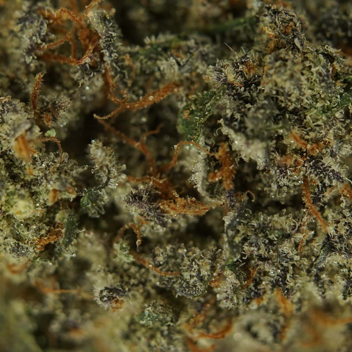 28gr - POPSCOTTI - INDICA - (AAA) - Image 2