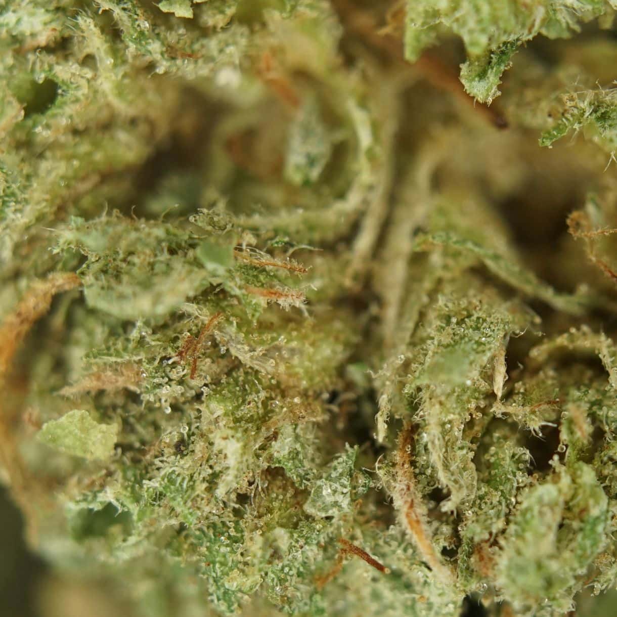 28gr - AFGHAN KUSH (SMALLS) - INDICA - (AA) - Image 2