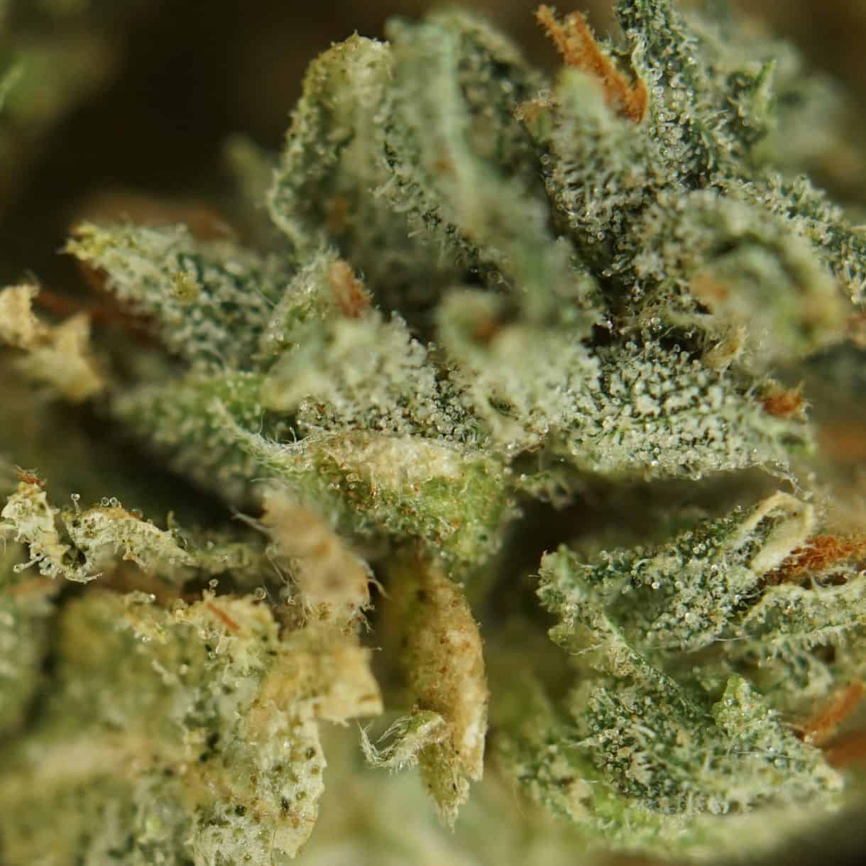 1/2p - AFGHAN KUSH (MICROS) (BULK) - INDICA - (AA) - Image 2