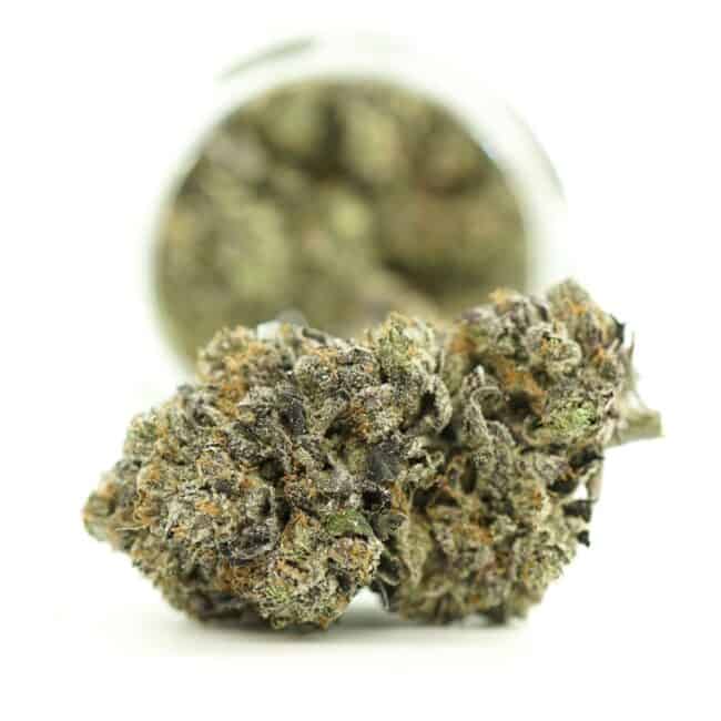 ASTRO PINK close-up image of cannabis bud with frosty trichomes on a crisp white background