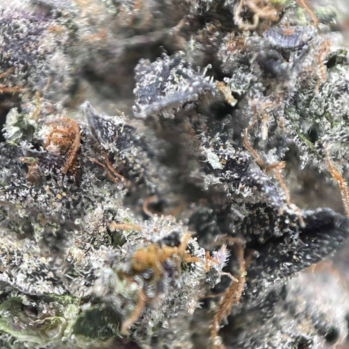 7gr - ASTRO PINK - INDICA - (AAAA) - Image 2