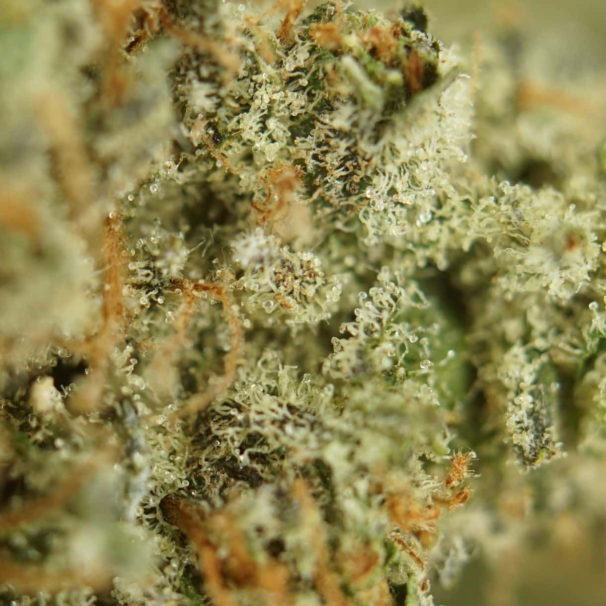 bubba kush close-up macro of cannabis bud showing dense trichomes, green tones, and orange pistils
