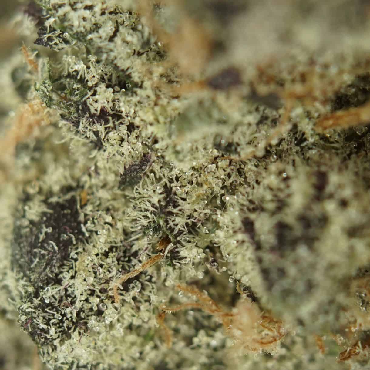 7gr - DOPAMINE - BALANCED HYBRID - (AAAA) - Image 2