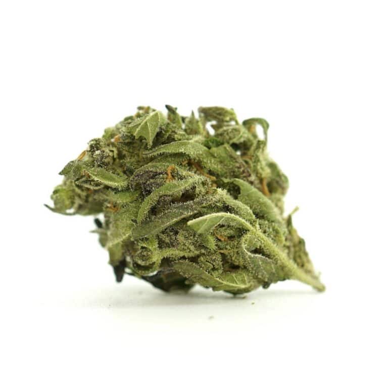 Cannabis flower bud side view on white background