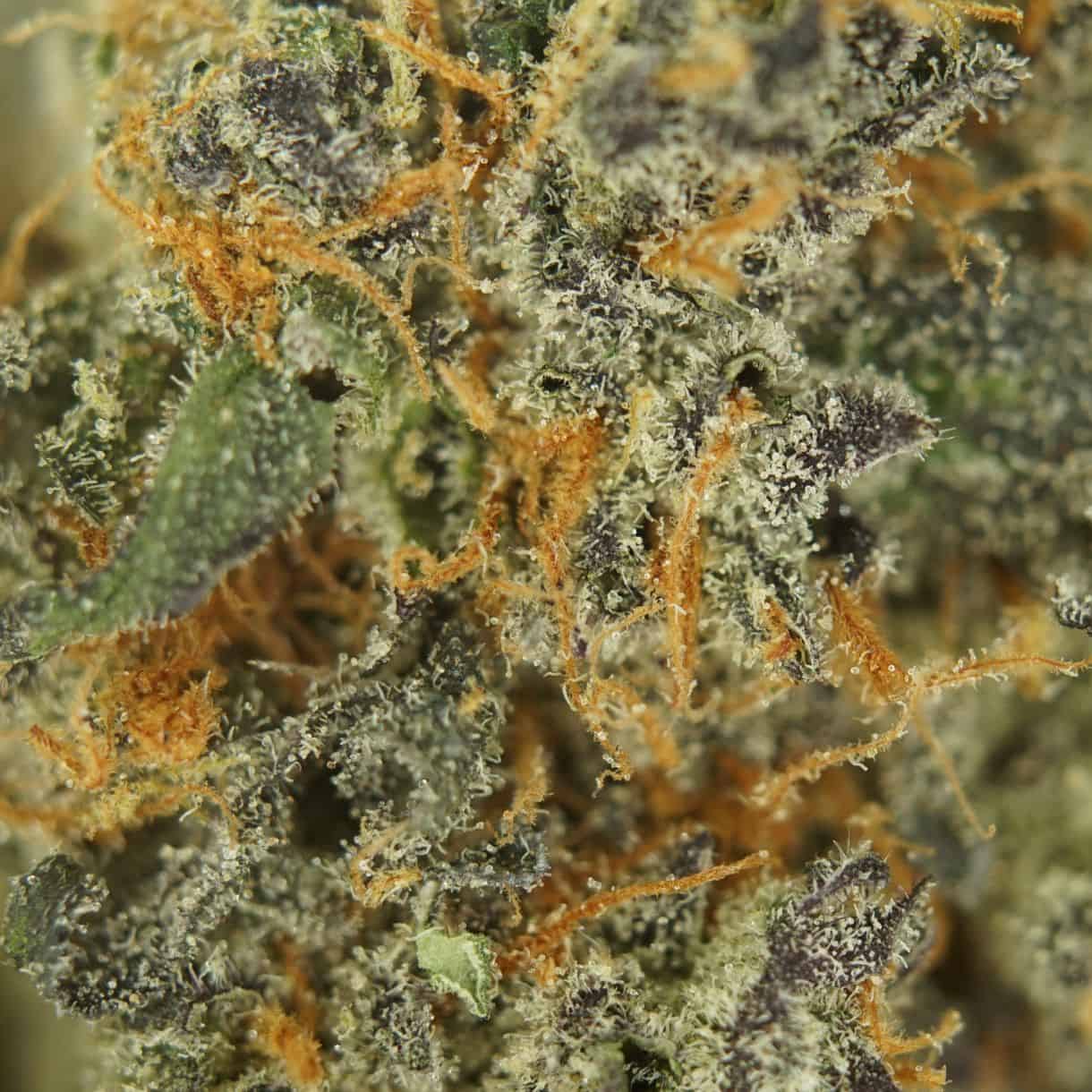 7gr - JUMPMAN - BALANCED HYBRID - (AAAA) - Image 2