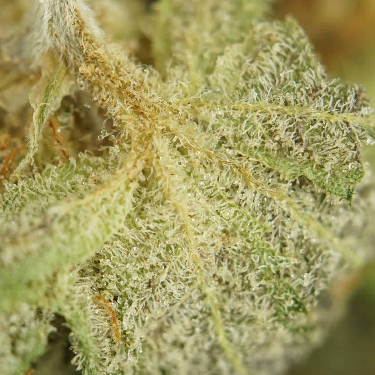 28gr - PURPLE MONKEY (SMALLS) - INDICA - (AAA) - Image 2