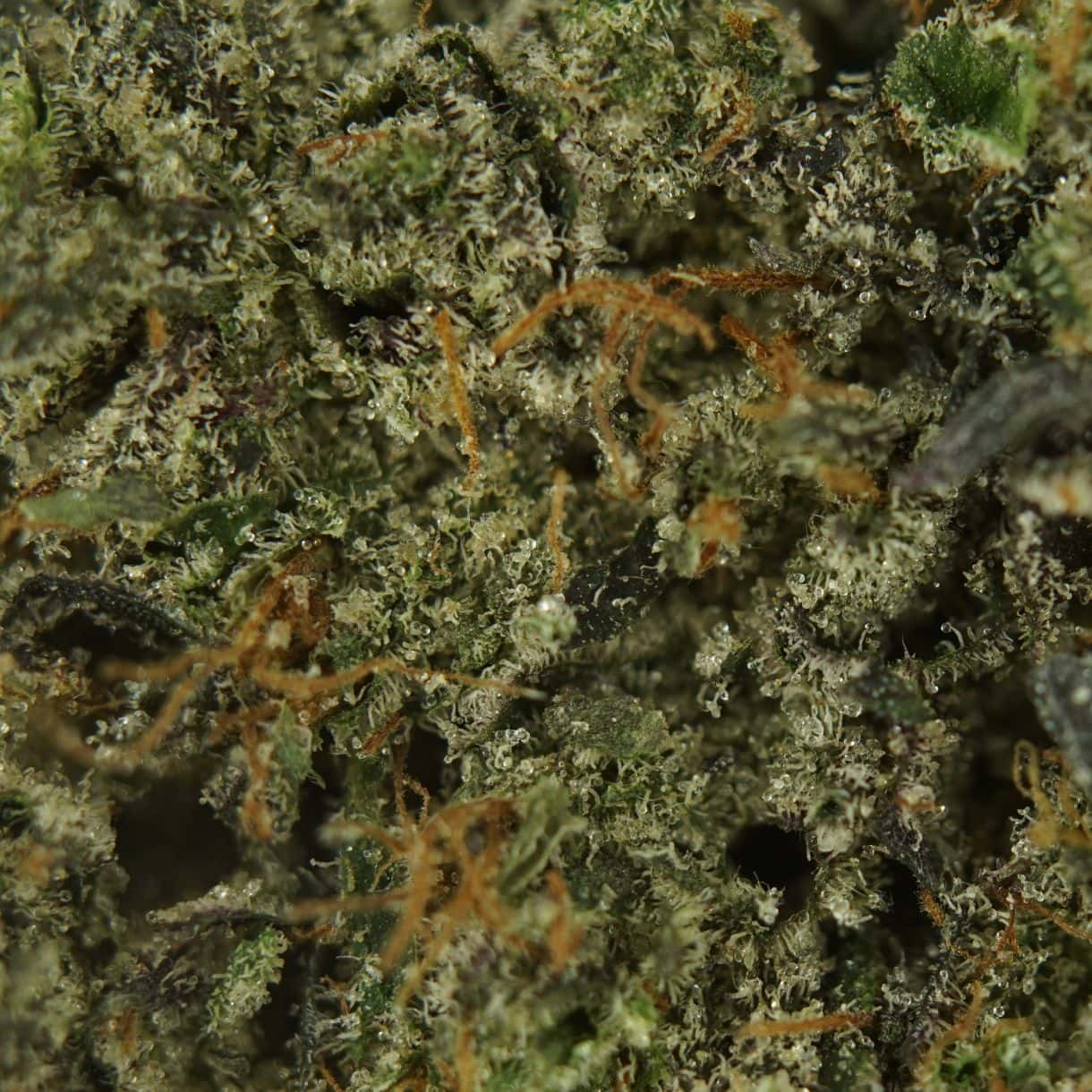7gr - PURPLE CHURRO - INDICA - (AAAA) - Image 2