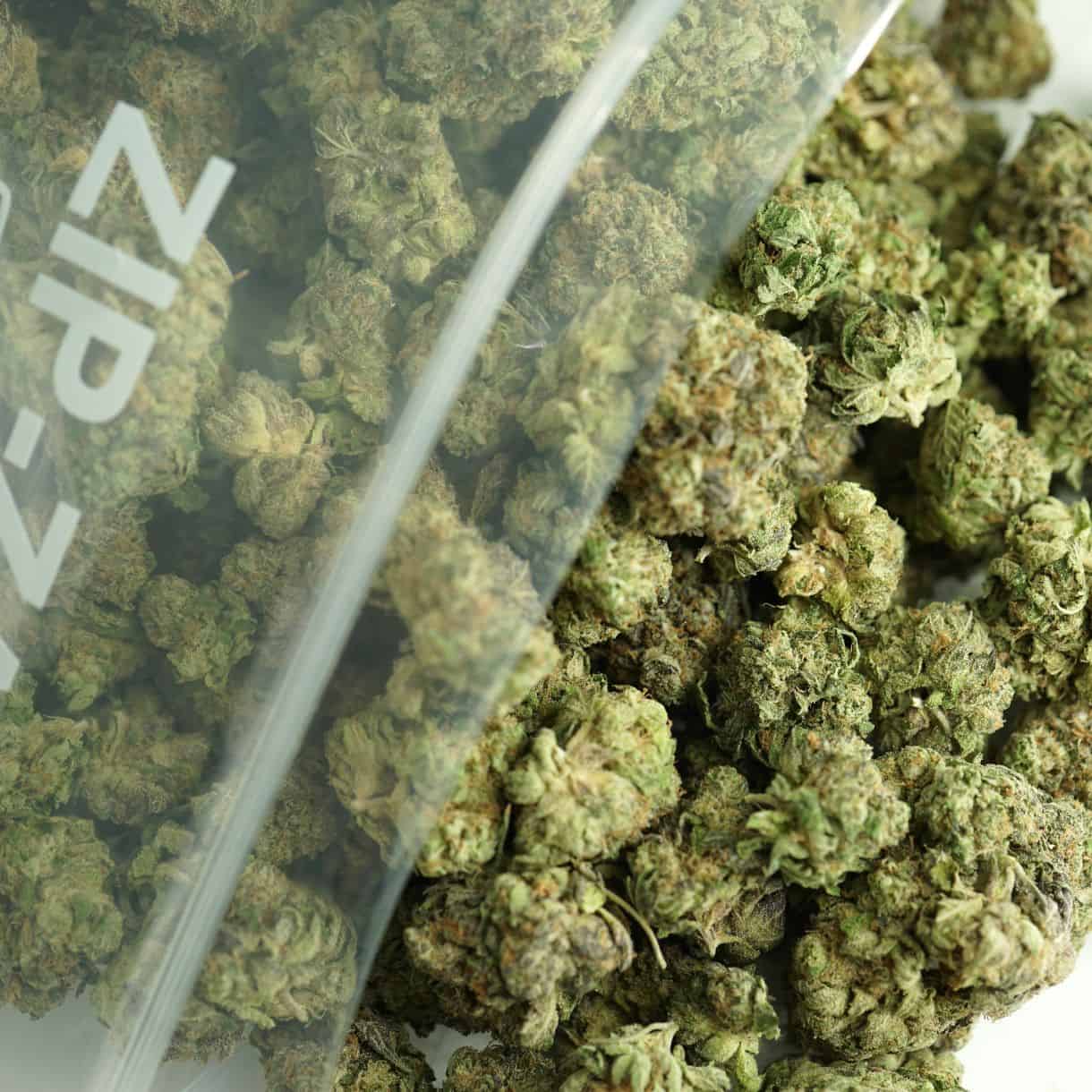 Close-up image of cannabis buds spilling out of a clear ZIP-ZAG plastic bag onto a white surface, showing dense green nugs with visible trichomes and orange hairs.