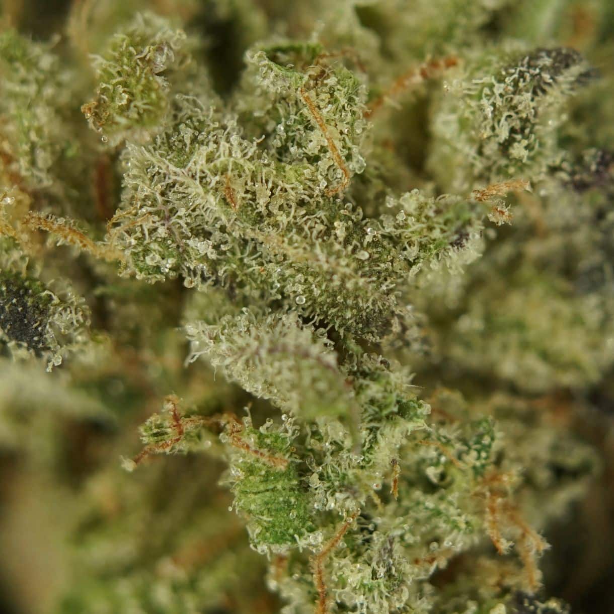 28gr - SUDZ (SMALLS) - BALANCED HYBRID - (AAA) - Image 2