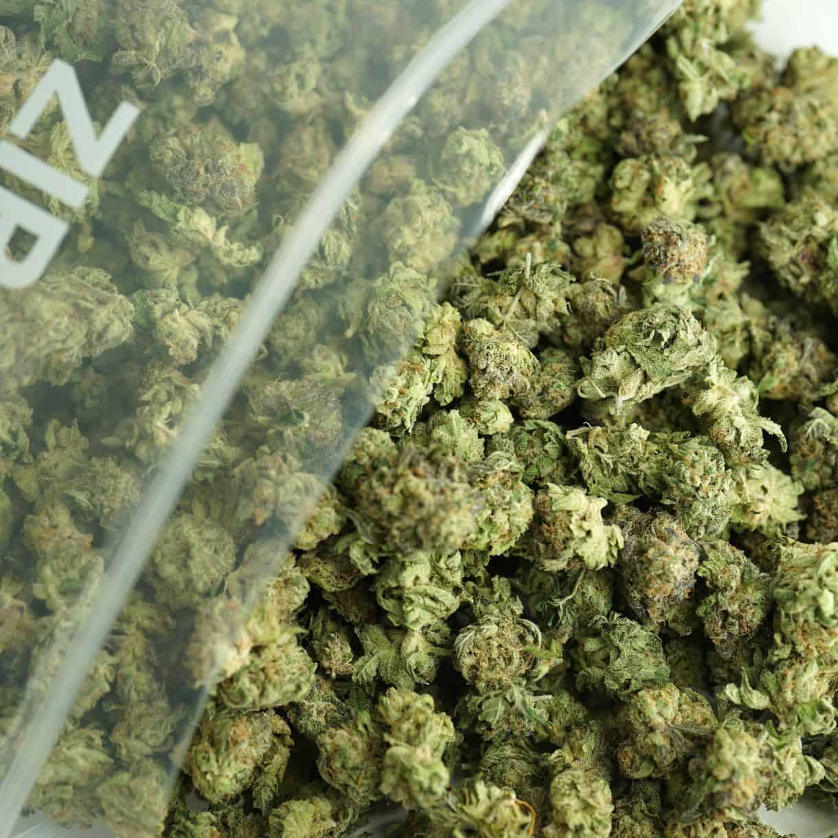 Close-up image of cannabis buds spilling out of a clear ZIP-ZAG plastic bag onto a white surface, showing dense green nugs with visible trichomes and orange hairs.