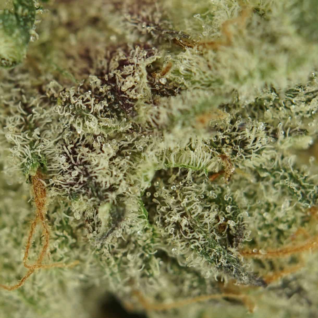 1/2p - ZKITTLEZ (SMALLS) (BULK) - INDICA - (AAA) - Image 2