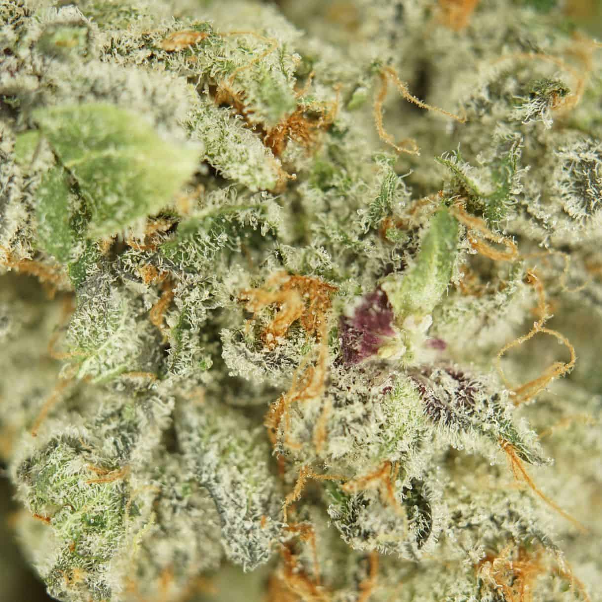 7gr - SECRET COOKIES - BALANCED HYBRID - (AAAA) - Image 2
