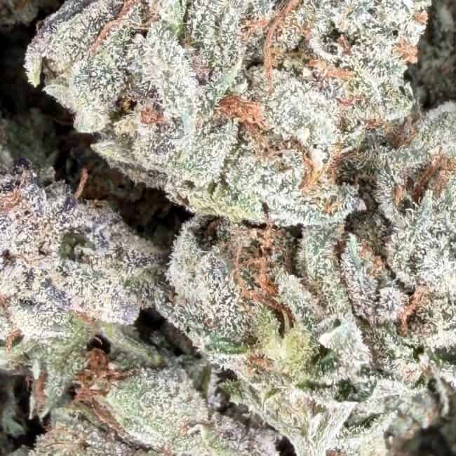 PP island pink kush smalls 2