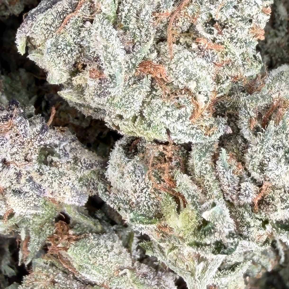 28gr - ISLAND PINK KUSH SMALLS - INDICA - (AAA) - Image 2