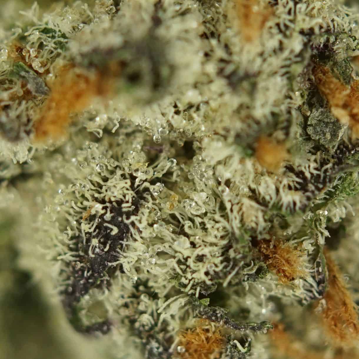 28gr - CADILLAC RAINBOWS - BALANCED HYBRID - (AAA) - Image 2