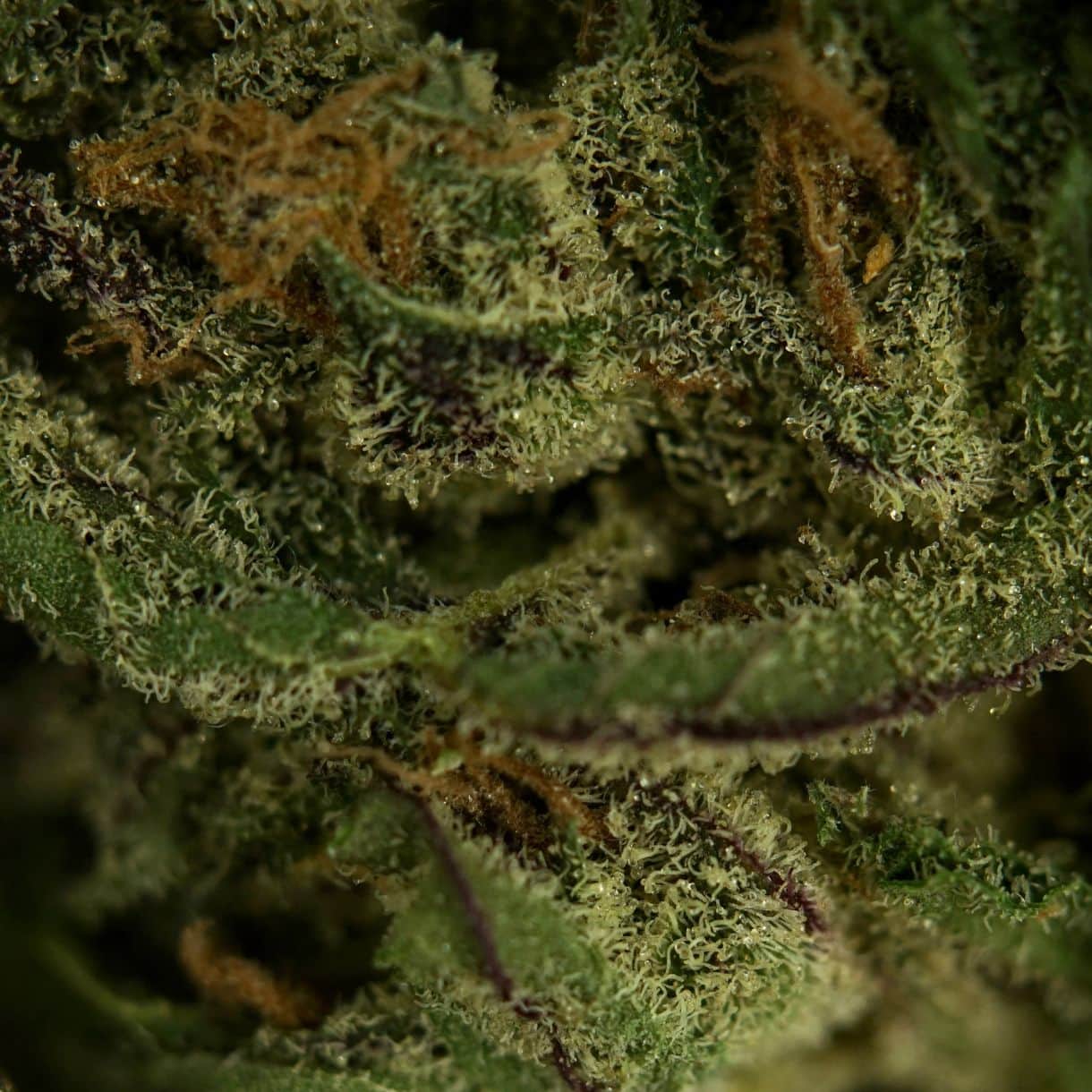 1/2p - GREASE MONKEY (GREEN HOUSE) (BULK) - INDICA - (AA) - Image 2