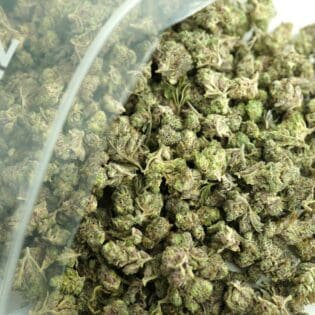 Close-up image of cannabis buds spilling out of a clear ZIP-ZAG plastic bag onto a white surface, showing dense green nugs with visible trichomes and orange hairs.