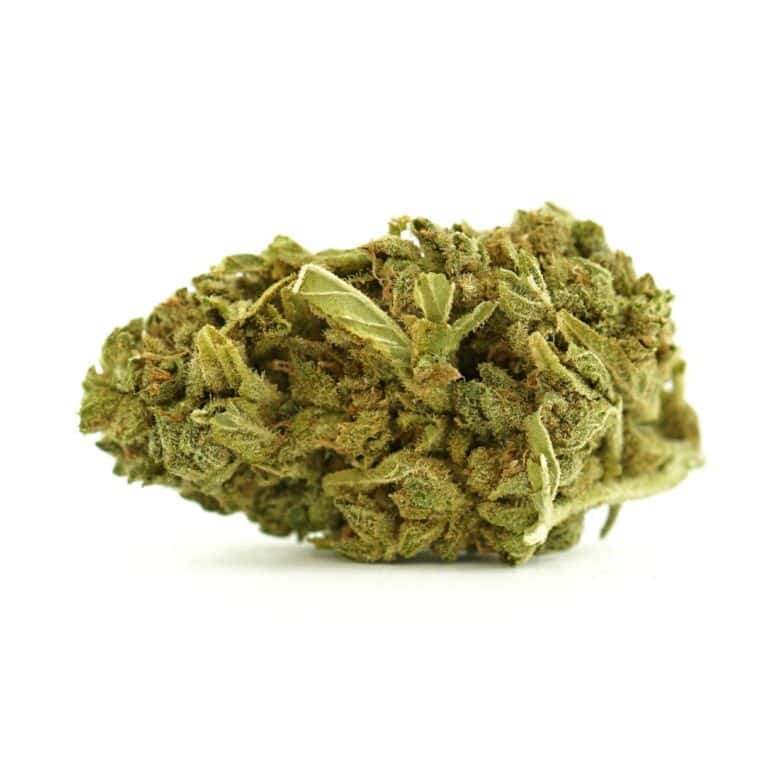 Cannabis flower bud close-up on white background