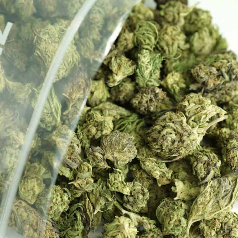 Close-up image of cannabis buds spilling out of a clear ZIP-ZAG plastic bag onto a white surface, showing dense green nugs with visible trichomes and orange hairs.