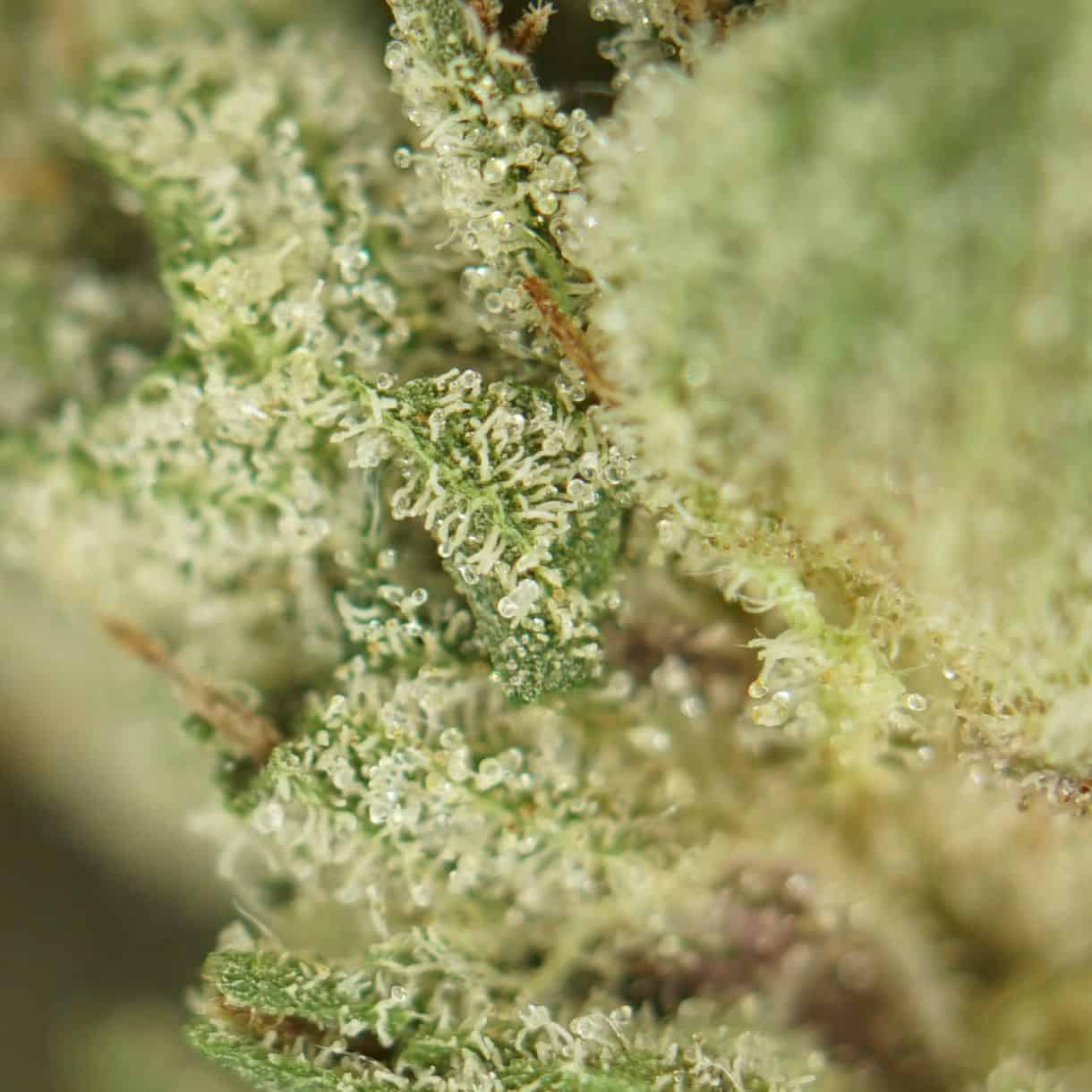 28gr - OG PINK (SMALLS) - INDICA - (AAA) - Image 2