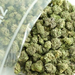 Close-up image of cannabis buds spilling out of a clear ZIP-ZAG plastic bag onto a white surface, showing dense green nugs with visible trichomes and orange hairs.