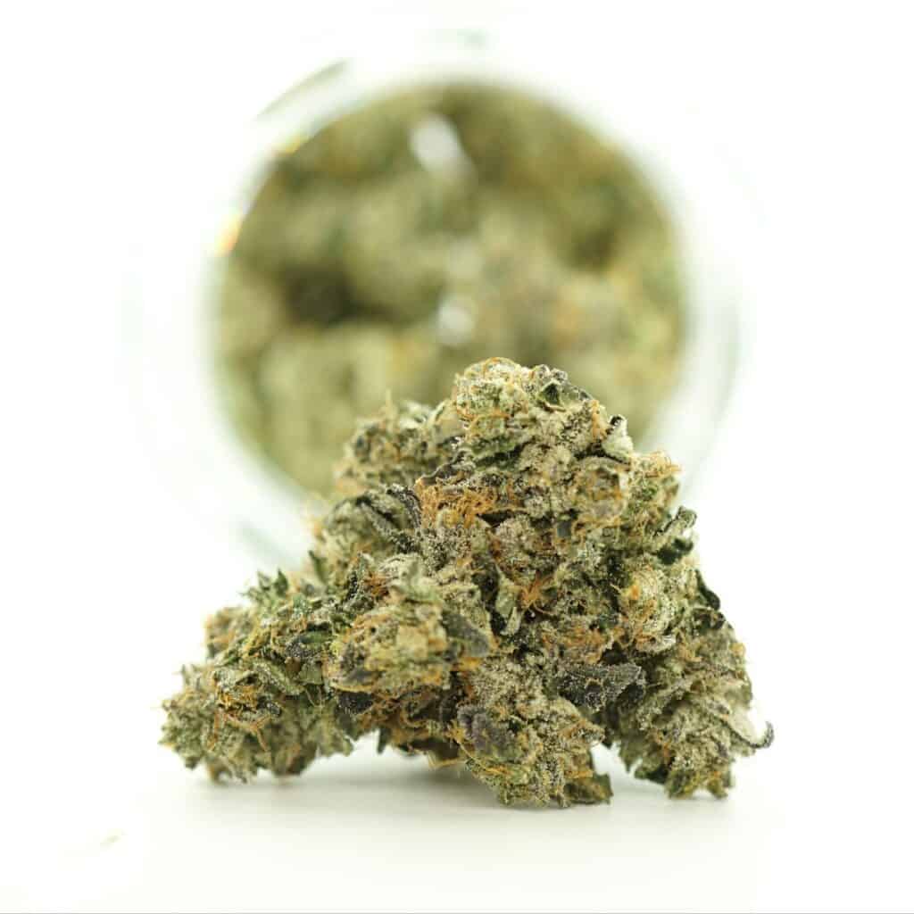 Black Tuna balanced hybrid cannabis flower 7g AAAA with dense green buds and orange hairs on a clean white background
