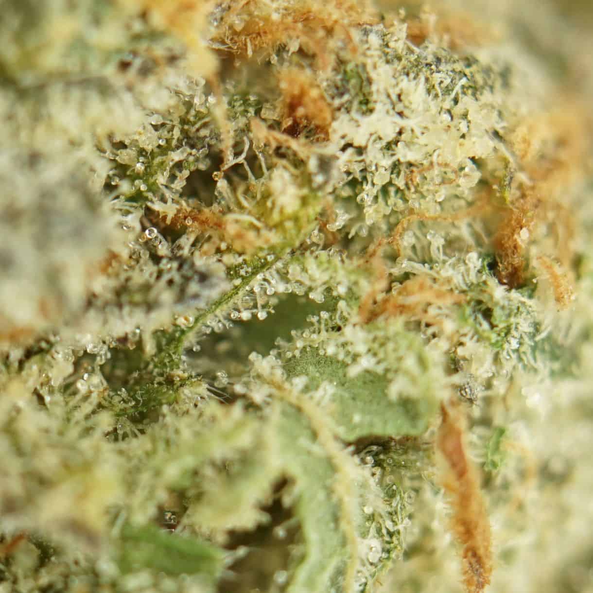 cheese close-up macro of cannabis bud showing dense trichomes, green tones, and orange pistils
