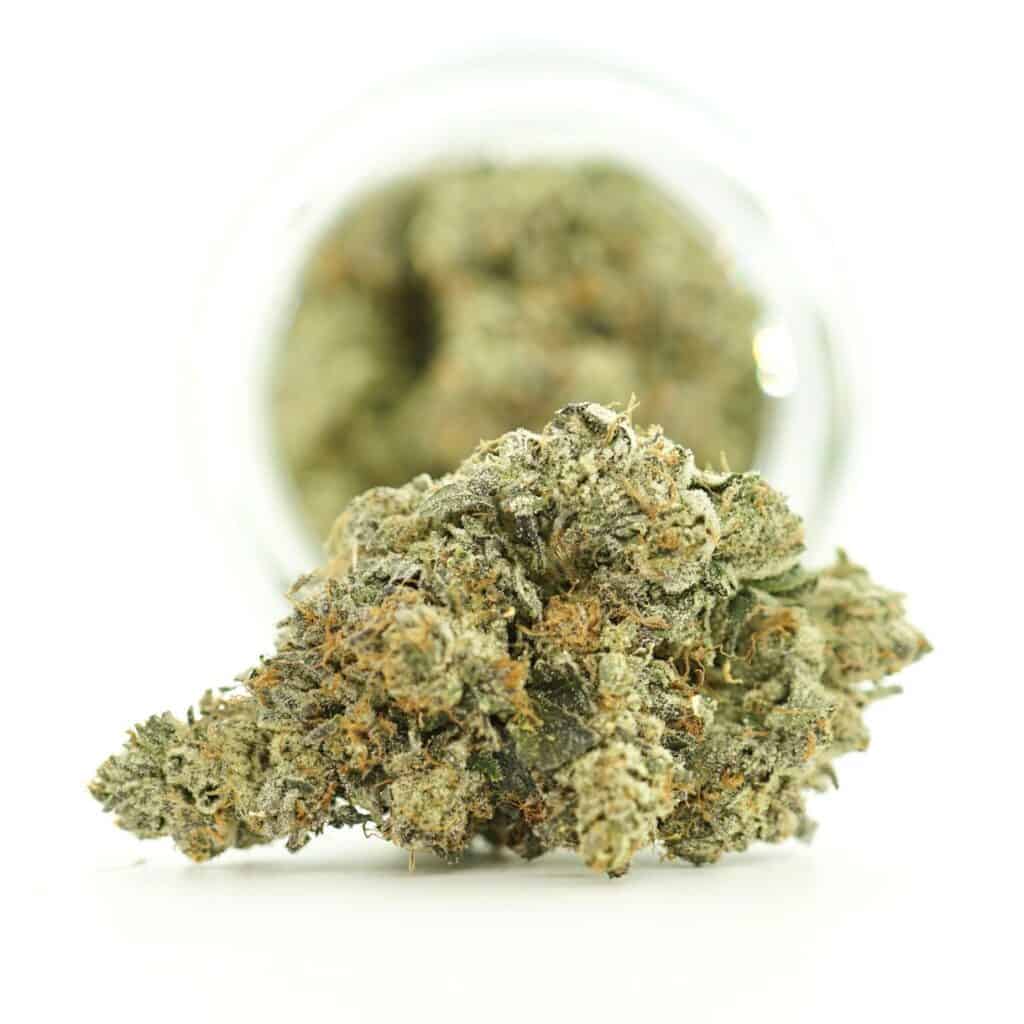 Gucci Pink cannabis flower with dense frosty buds, green and purple tones, and orange pistils on a clean white background