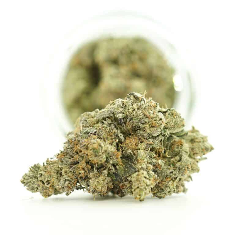 Gucci Pink cannabis flower with dense frosty buds, green and purple tones, and orange pistils on a clean white background