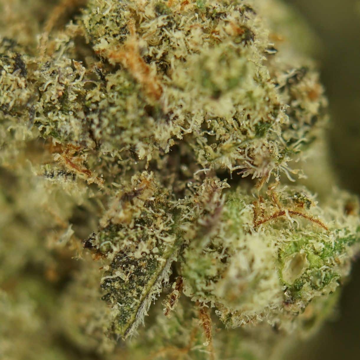 28gr - MAC DONUTS (SMALLS) - BALANCED HYBRID - (AAA) - Image 2