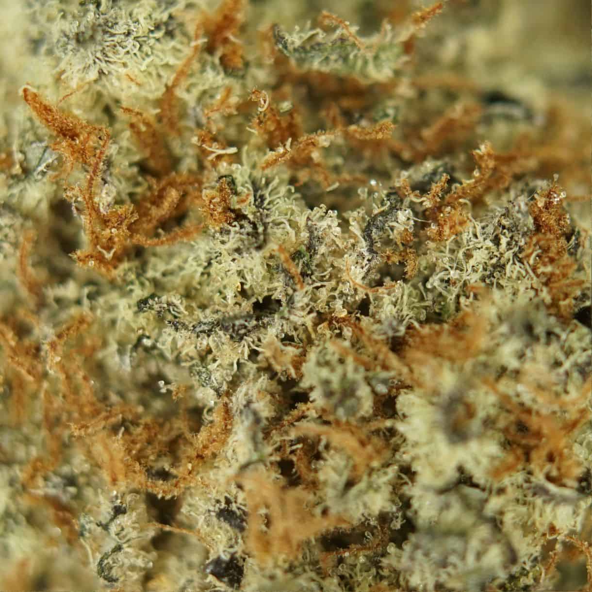 pink gorilla close-up macro of cannabis bud showing dense trichomes, green tones, and orange pistils