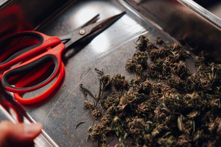 Medical Benefits of Cannabis