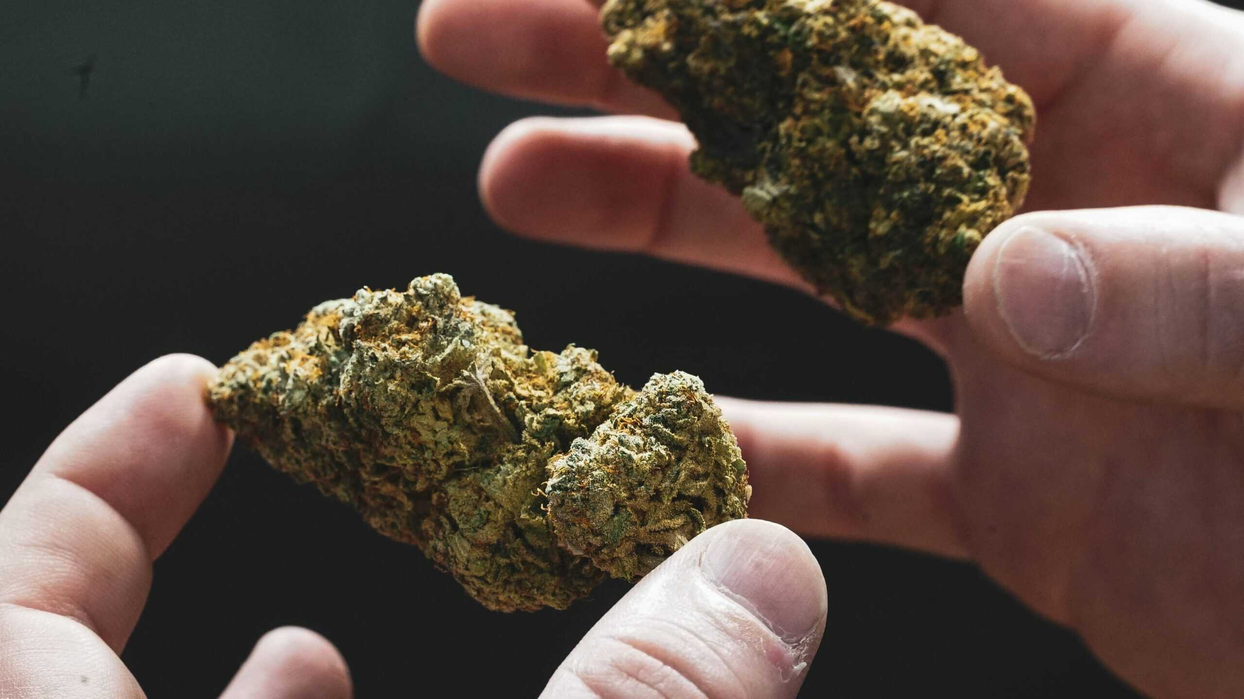 cannabis bulk flower