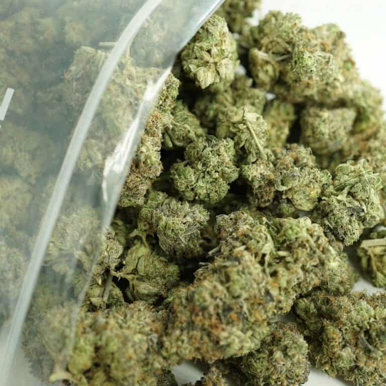 gas truffle close-up image of cannabis buds spilling out of a clear ZIP-ZAG plastic bag onto a white surface, showing dense green nugs with visible trichomes and orange hairs.