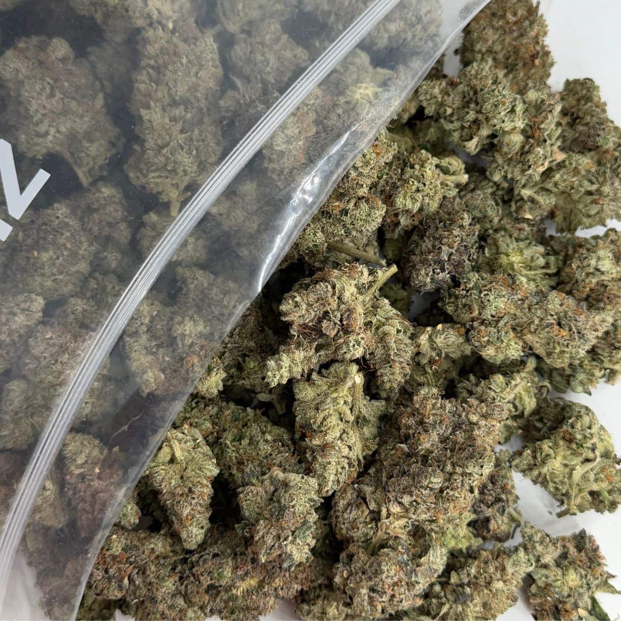 gucci pink bulk close-up image of cannabis buds spilling out of a clear ZIP-ZAG plastic bag onto a white surface, showing dense green nugs with visible trichomes and orange hairs.