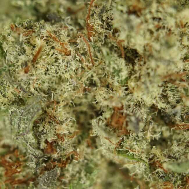 pp platinum girl scout cookies full (1)